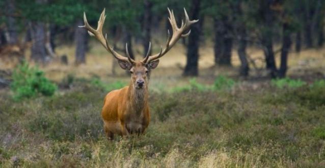 Reewold Veluwe Villa Putten Buitenkant foto