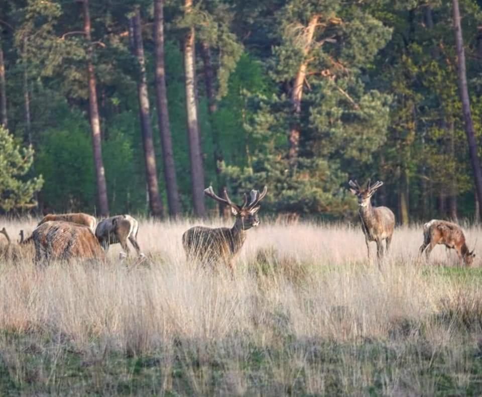 Reewold Veluwe Villa Putten Buitenkant foto
